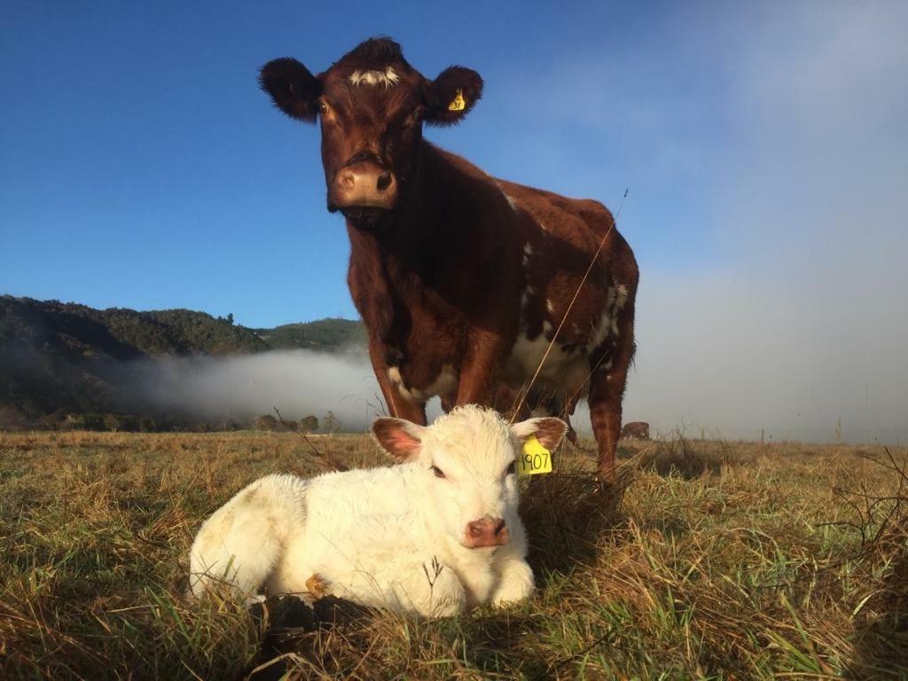 Mohaka River Farm Te Haroto Exteriér fotografie